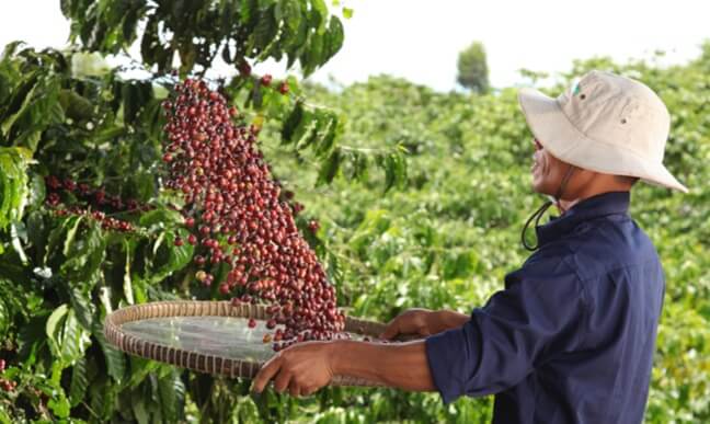 Coffee origins
