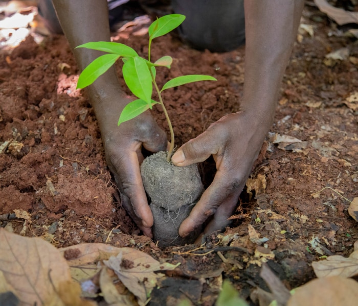 2017: Joining the Cocoa & Forests Initiative (CFI)