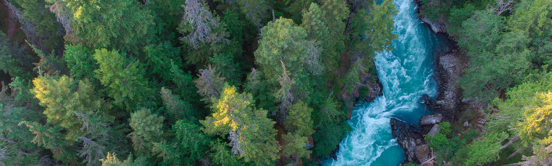 forest forest