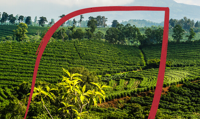 Sustainable from coffee farm to coffee table.